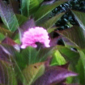 Meet your Posher, Sandy